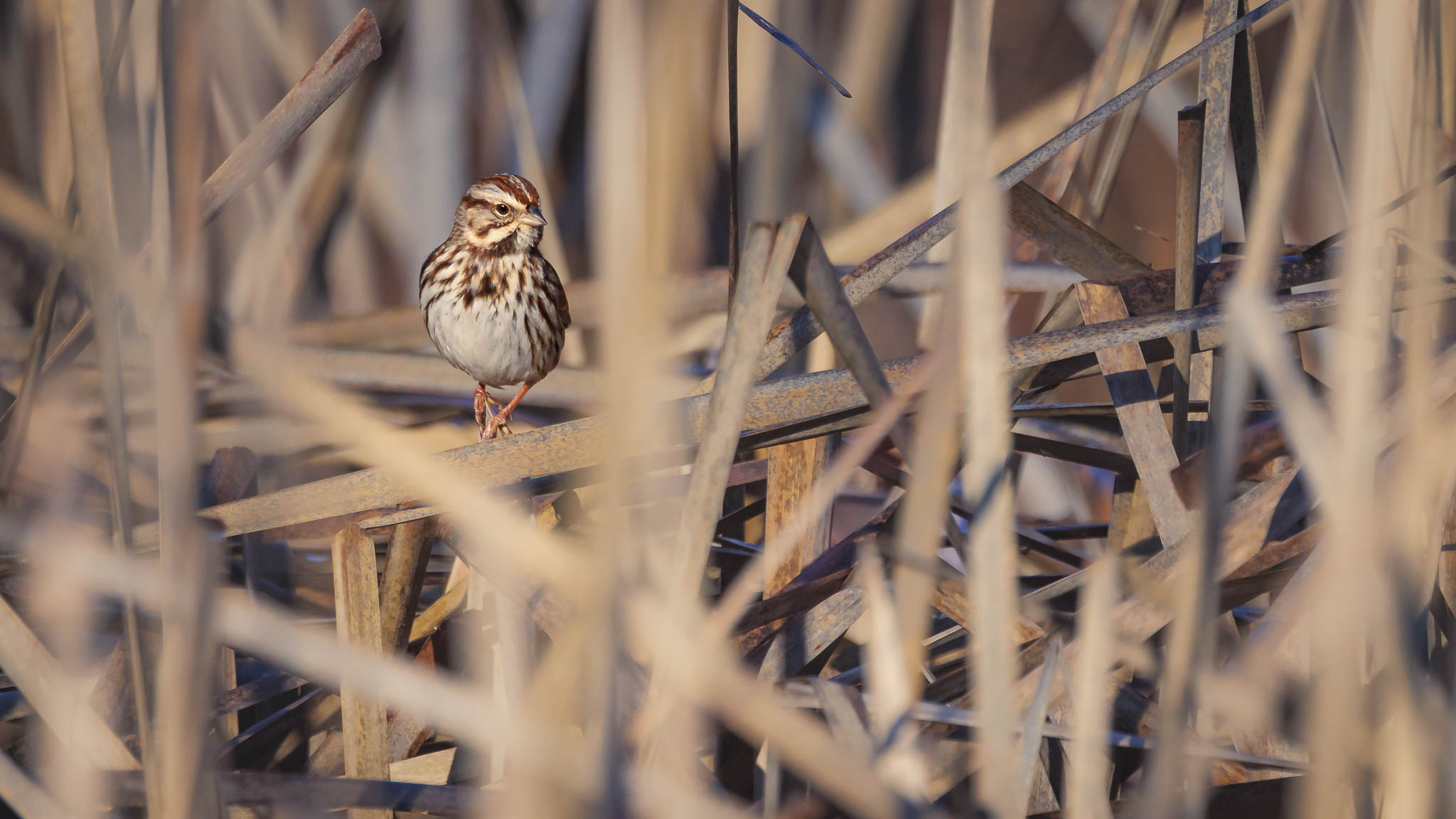Song Sparrow - Among The Morning Reeds